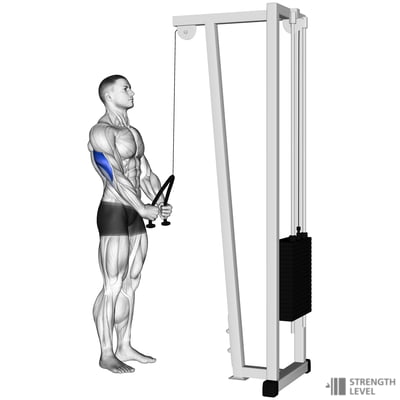 Tricep Rope Pushdown How To - Strength Level