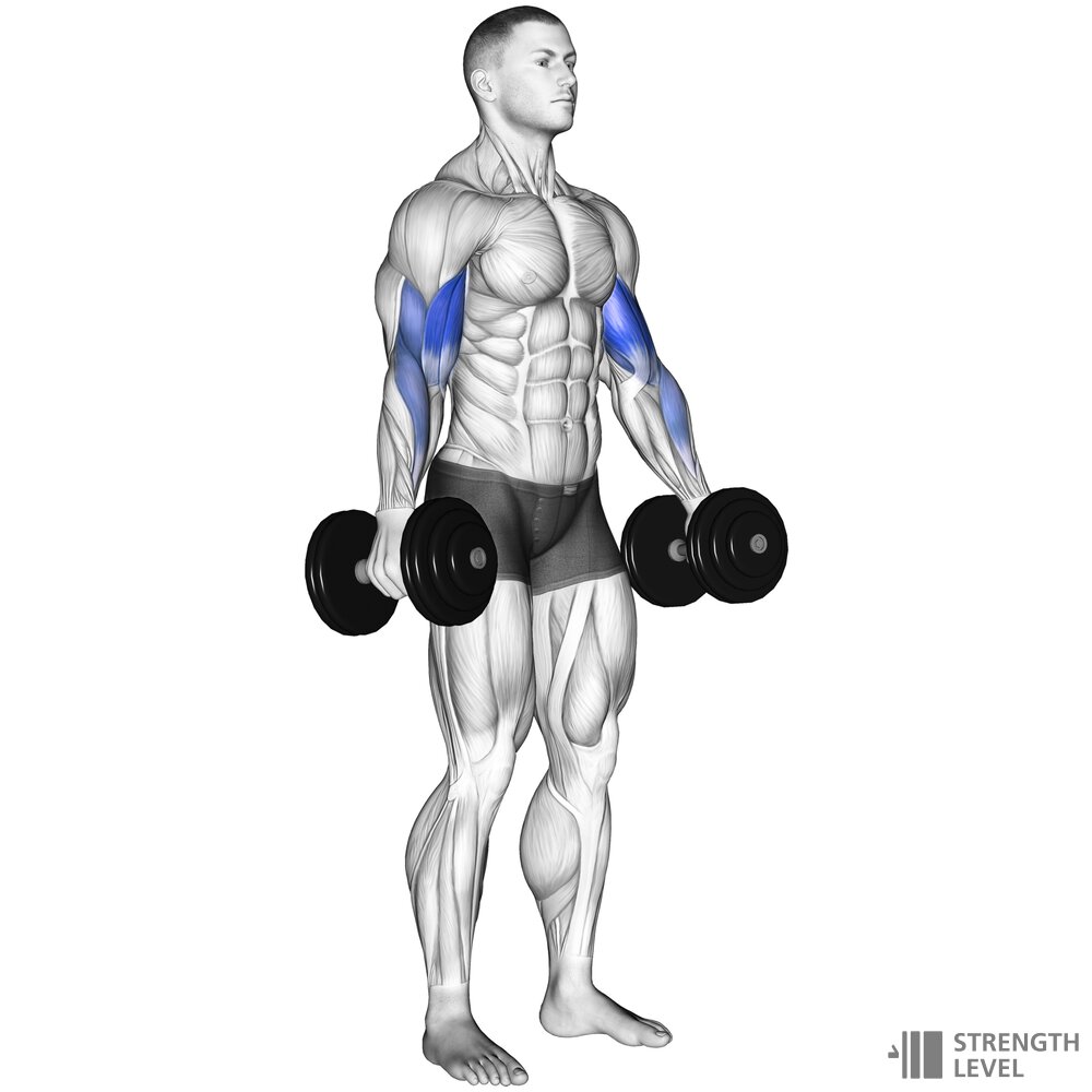 Dumbbell Curl How To Strength Level