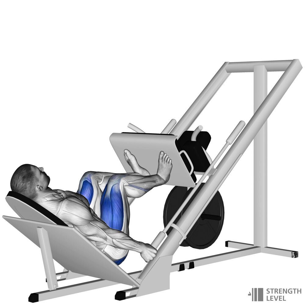 Sled Leg Press Standards For Men And Women lb Strength Level